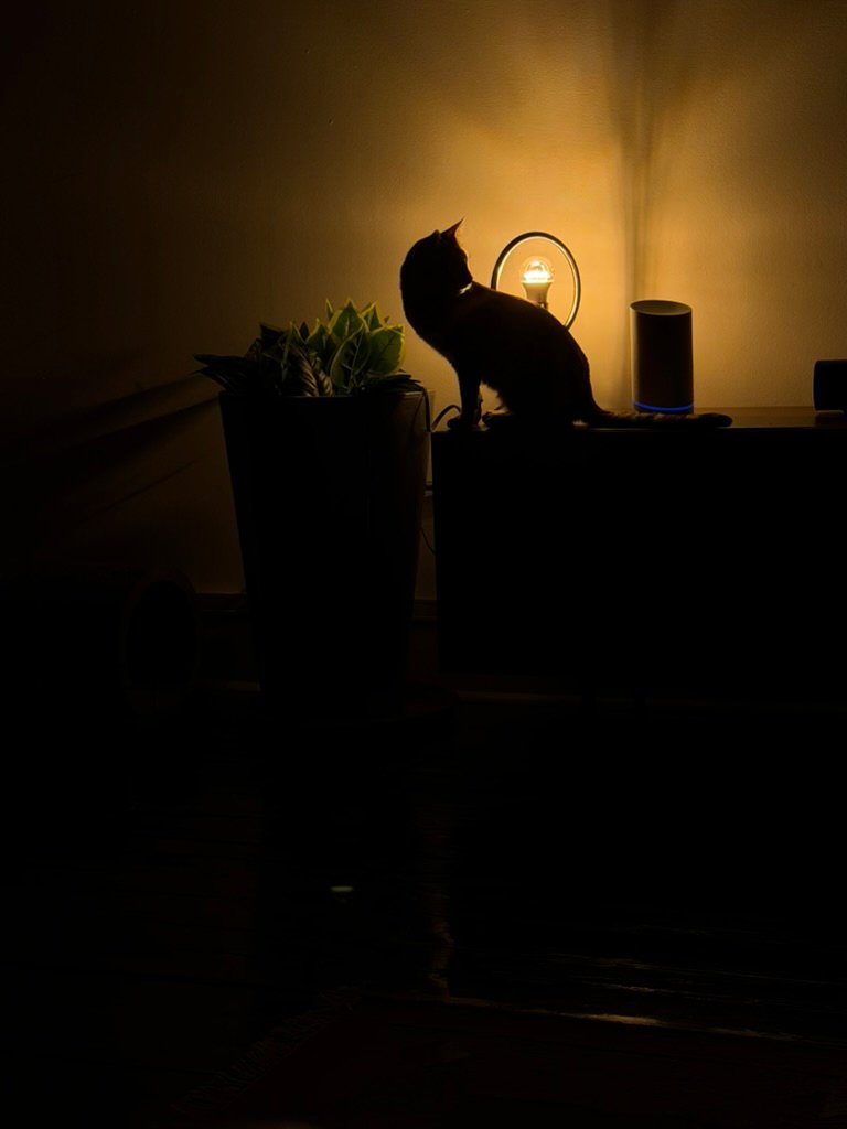 Cat silhouette