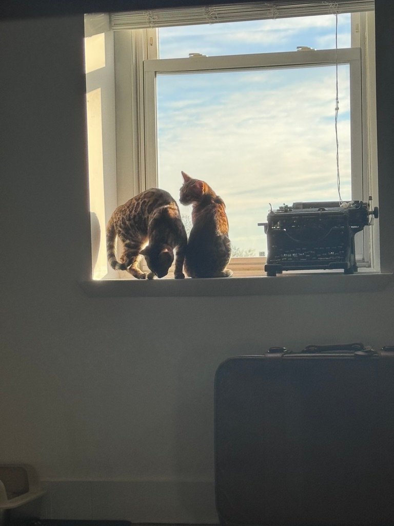 Cats in the window